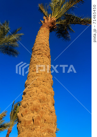 Palm tree on the blue sky background 71465450