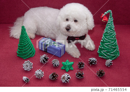 Cute bichon frise among the New Year's things.の写真素材 [71465554