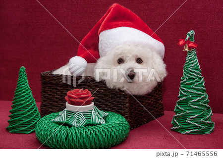 Bichon frise in santa claus hat in wicker basket. 71465556