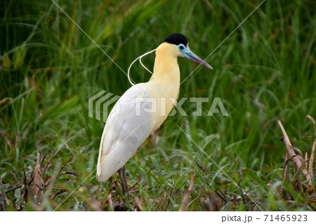 アオツラサギ(パンタナール、ブラジル) アオツラサギ(パンタナール、ブラジル) 71465923