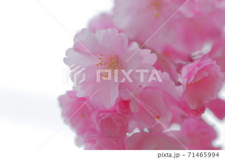 ピンク色の桜　空バック 71465994