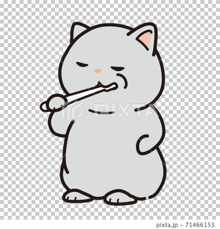 歯を磨いている猫 71466153