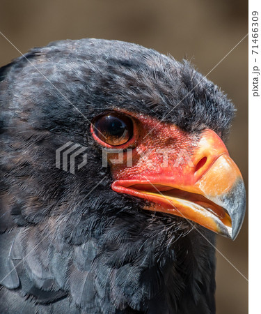 Close-up of the head and eye of a Savannah Bateleur Close-up of the head and eye of a Savannah Bateleur 71466309