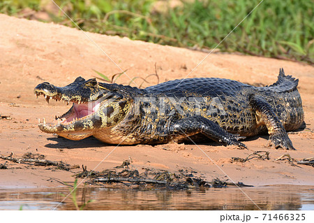パラグアイカイマン（パンタナール、ブラジル） 71466325