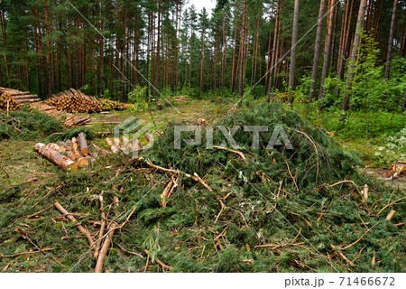 Felled spruces trees in forest. Deforestation and Illegal Logging, international trade in illegal  71466672