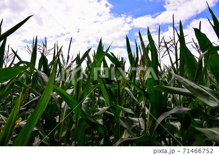 Young corn plants in a field. Maize or sweetcorn plants background. Young corn plants in a field. Maize or sweetcorn plants background. 71466752