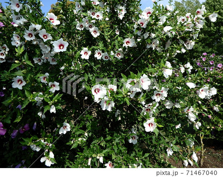 hibiscus flower 71467040