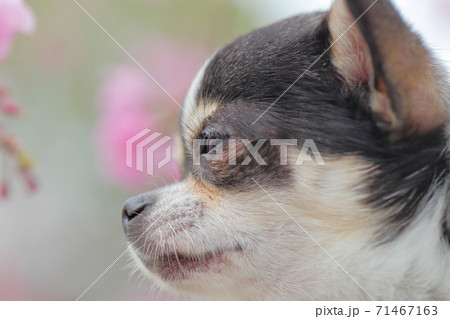 チワワの横顔と桜 チワワの横顔と桜 71467163