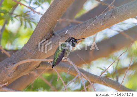 Close up shot of cute hummingbird resting on brunch Close up shot of cute hummingbird resting on brunch 71467173