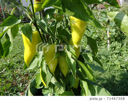 Green pepper in the garden Green pepper in the garden 71467308