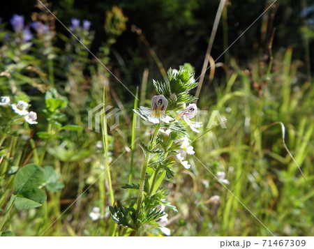 Flowers of the Eyebright 71467309