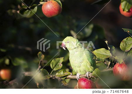 Close-up of a Ring-necked Parakeet eating apples on an apple tree Close-up of a Ring-necked Parakeet eating apples on an apple tree 71467648