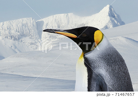 Portrait of a King Penguin against white snowy mountains in winter Portrait of a King Penguin against white snowy mountains in winter 71467657