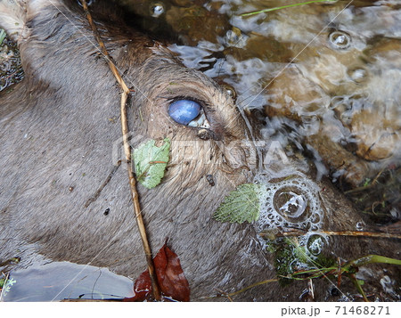 deer torn wolves, 71468271