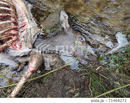 deer torn wolves, 71468272