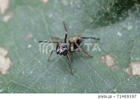 アリグモの威嚇ポーズ 71469197