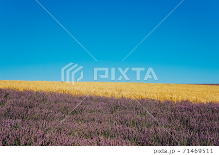 field of flowering purple of lavender and yellow wheat in the summer harvest field of flowering purple of lavender and yellow wheat in the summer harvest 71469511