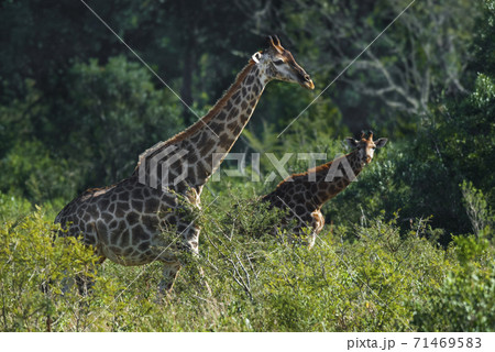Giraffe South Africa Giraffe South Africa 71469583