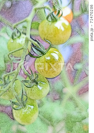 朝日を浴びて生き生きと成長し間もなく収穫時期を迎える露地物の「ミニトマト」色鉛筆画風 朝日を浴びて生き生きと成長し間もなく収穫時期を迎える露地物の「ミニトマト」色鉛筆画風 71470286