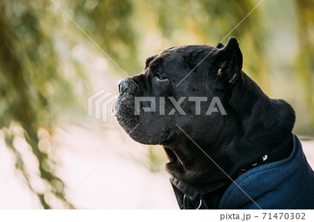 Black Cane Corso Dog Sitting Near Lake Under Tree Branches. Dog Wears In Warm Clothes. Big Dog Breeds. Close Up Portrait 71470302