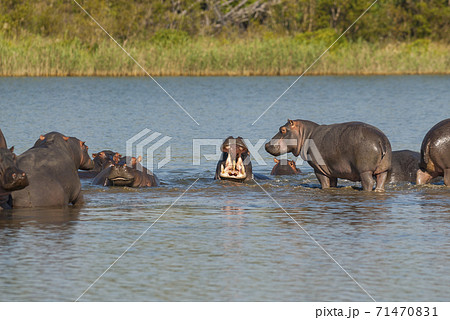 HIPPOPOTAMUS AMPHIBIUS, South Africa 71470831