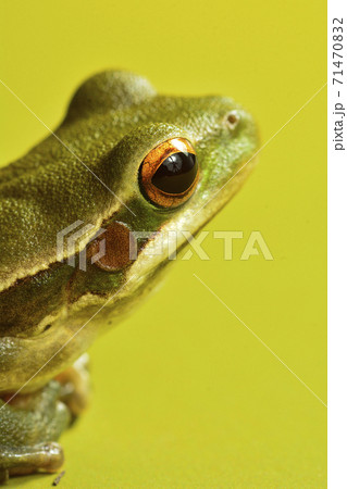 Frog, La Pampa, Argentina 71470832