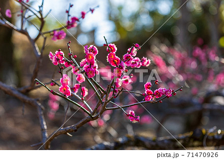 早春の梅林に咲く梅の花 71470926