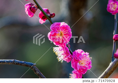 早春の梅林に咲く梅の花 71470928