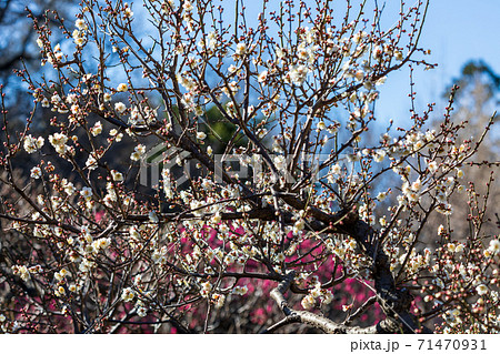 早春の梅林に咲く梅の花の写真素材