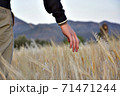 Young college student out in nature touching the crops. 71471244