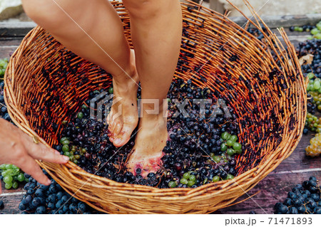 Doing wine ritual,Female feet crushing ripe grapes in a bucket to make wine after harvesting grapes 71471893