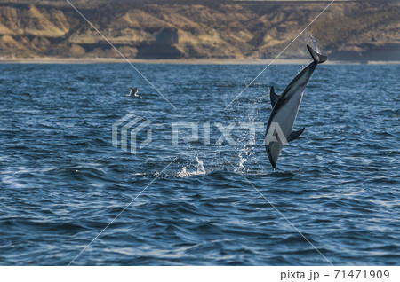 Dusky dolphin , Patagonia , Argentina 71471909