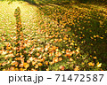 秋の日差し 71472587