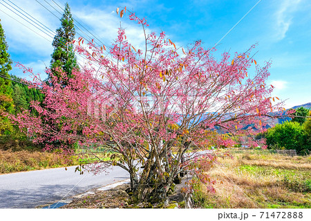 ピンクのまゆみ ピンクのまゆみ 71472888