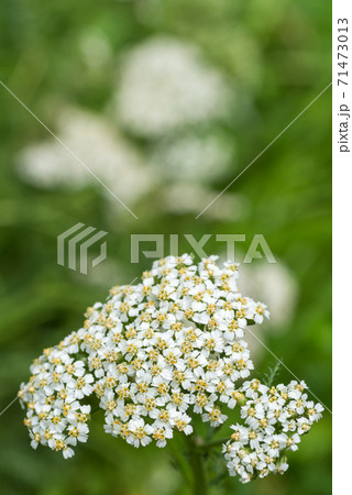 セイヨウノコギリソウの花の写真素材