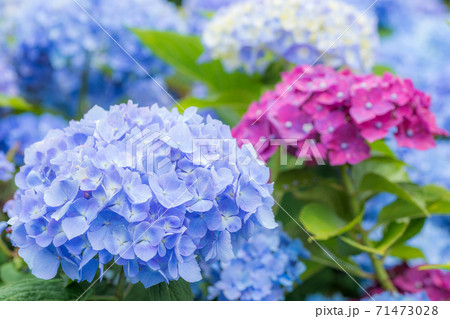 赤紫と青い花をバックに青紫のアジサイの花の写真素材