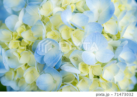 水色と淡黄色のアジサイの花のアップの写真素材