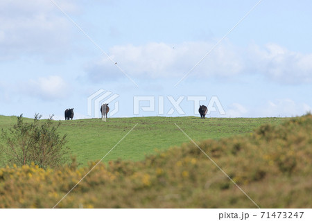 Three black cows on the horizon look at the camera, rural sunny day Three black cows on the horizon look at the camera, rural sunny day 71473247