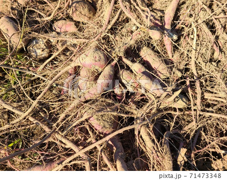 放置されたクズイモ サツマイモ 食料危機 食料増産 有効利用 農業 効率化 素材 背景の写真素材 放置されたクズイモ サツマイモ 食料危機 食料増産 有効利用 農業 効率化 素材 背景の写真素材