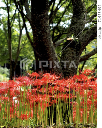 窪野の彼岸花群生地 71473492