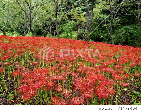 窪野の彼岸花群生地 71473494