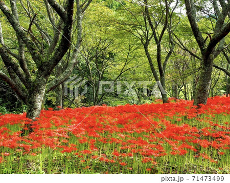 窪野の彼岸花群生地 71473499
