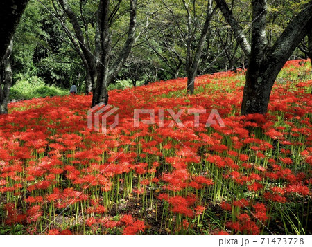 愛媛県窪野町の彼岸花群生地 71473728
