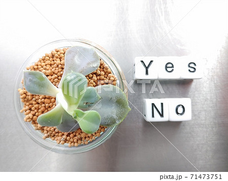明るい光の中でYES NOと並べられたサイコロ文字と植物 明るい光の中でYES NOと並べられたサイコロ文字と植物 71473751