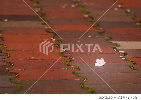 落ちた花びら 落ちた花びら 71473758