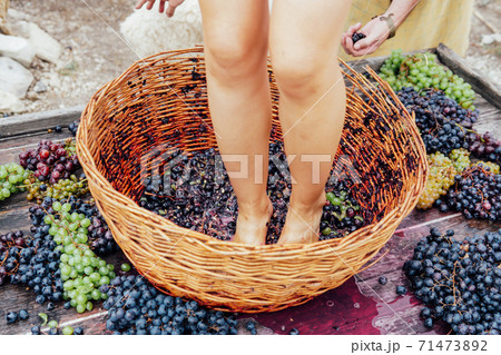 Woman crushes feet of grapes to make wine 71473892
