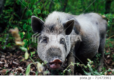 wild boar pig pig animals in the woods wild boar pig pig animals in the woods 71473961