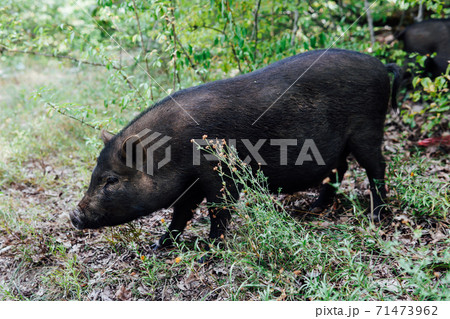 wild boar pig pig animals in the woods 71473962