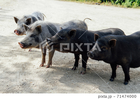 four wild boar pig pigs in the woods 71474000