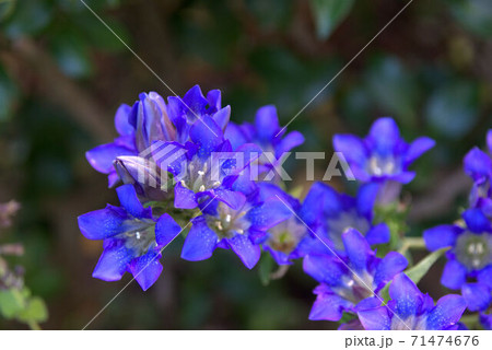 リンドウ13 71474676